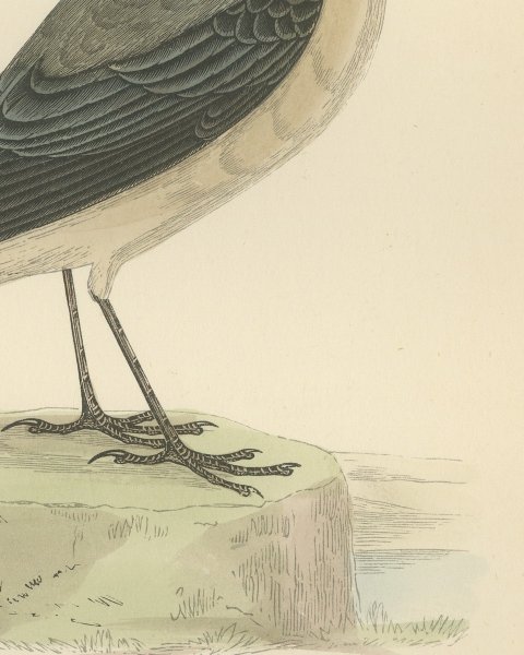 Wheatear Standing by Water, Antique Hand Colored Bird Print, Morris, 1896, close-up 2