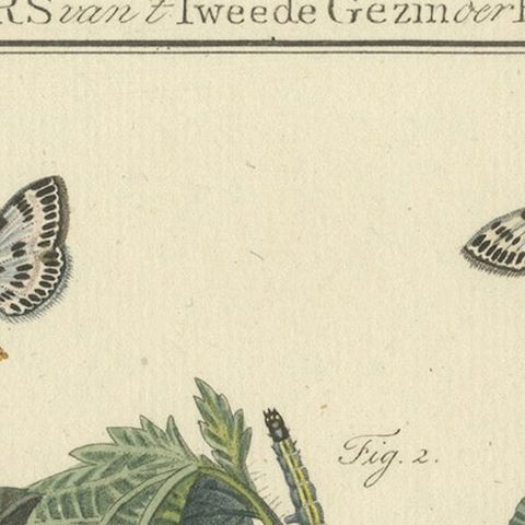 18th-Century Hand-Colored Engraving of Moths and Larvae with Nettles, close-up 4