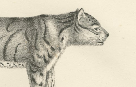 19th-Century Lithograph of the Long-Striped Tiger and Wild Asian Cat, close-up 2