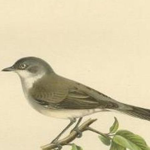 Decorative Antique Bird Print of the Lesser Whitethroat, 1927, close-up 2