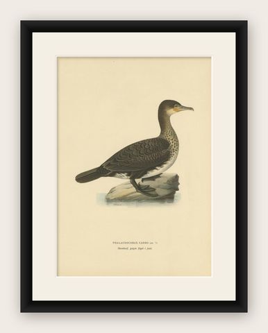Antique Bird Print of a Young Great Cormorant by Von Wright, 1929, shown framed