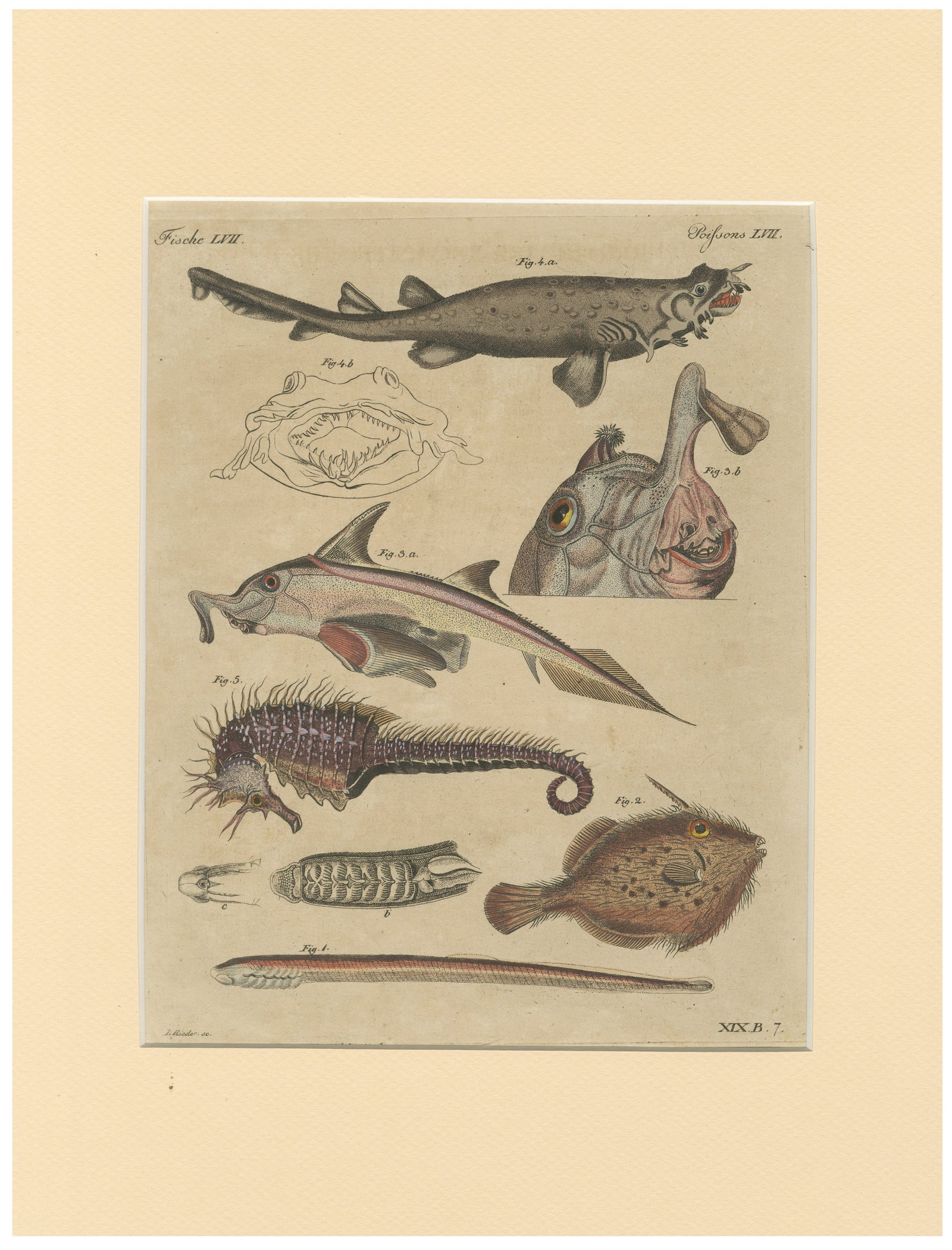 Antique Seahorse, Frilled Shark & Curious Fish Engraving, Bertuch, 1821
