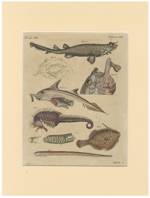 Antique Seahorse, Frilled Shark & Curious Fish Engraving, Bertuch, 1821