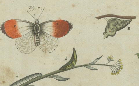 Exquisite Depiction of Butterflies and Caterpillars: A Hand-Colored Engraving, close-up 2