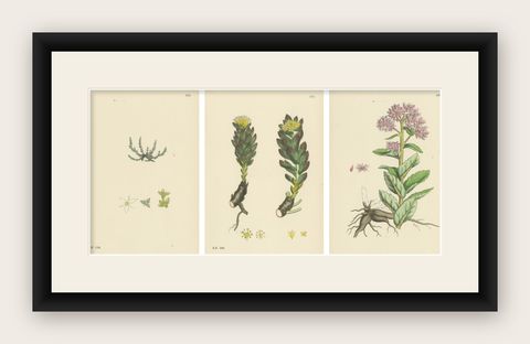 Botanical Engravings of Mossy Tillaea, Rose-root, and Broad-leaved Orpine, 1902, shown framed