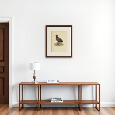 Original Antique Bird Print of the Eurasian Coot, 1929, shown framed on a wall