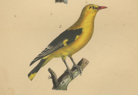 Golden Oriole & Reed Warbler, Antique hand-coloured lithograph, c.1828, close-up 2