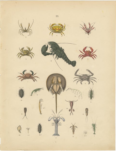 Crustaceans & Marine Invertebrates Print: Crab, Lobster, Horseshoe Crab - 1867, view 2
