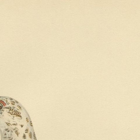 Antique Bird Print of the Rock Ptarmigan by Von Wright '1929', close-up 1
