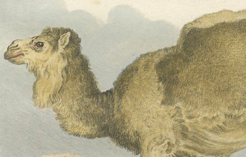 Antique Dromedary Camel Engraving, Buffon Hand-Coloured Print Amsterdam 1769, close-up 4