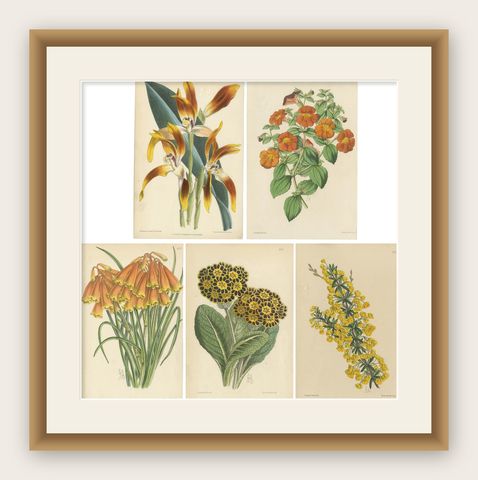 Set of 5 Antique Botany Prints, Orange, by Brooks 'c.1870', shown framed