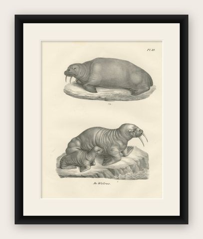 19th-Century Lithograph of Walruses in Arctic Habitat with Calf Illustration, shown framed