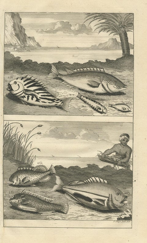 Antique Print of Fish Species 'no. 461' by Valentijn '1726', view 2