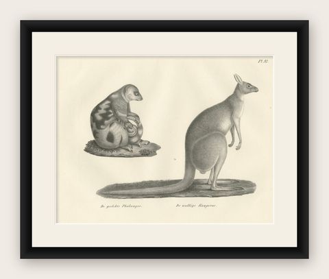 19th-Century Lithograph of a Spotted Phalanger and Woolly Kangaroo of Australia, shown framed
