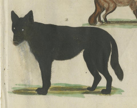 Hand Colored Antique Print of Wolves and a Fox, circa 1820, close-up 1