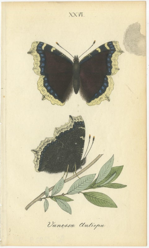 Cabinet-Size Butterfly Engravings with Jewel-Tone Species, Set of 6, 1835, view 7