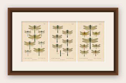 Set of Three Dragonfly & Damselfly Lithographs by Richard Tümpel, 1908, shown framed
