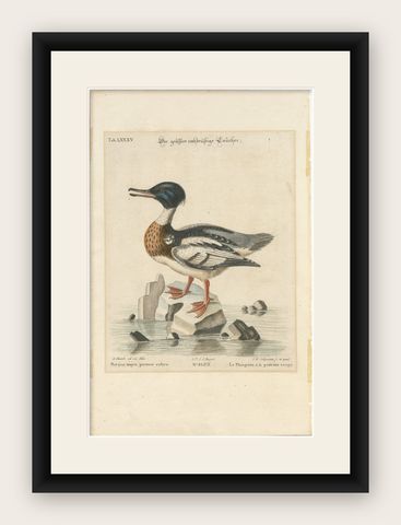 The Red-Breasted Merganser: Hand-Colored Engraving Published in c.1770, shown framed