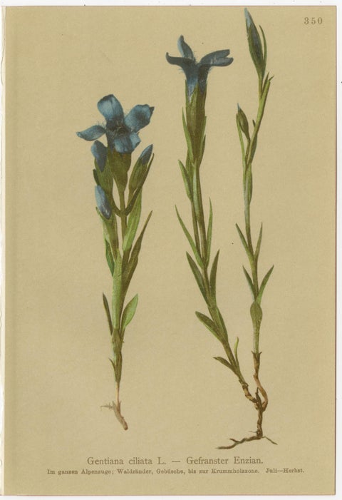 Antique Botanical Prints Alpine Gentians Set of 8, Chromolithographs, 1897, view 7