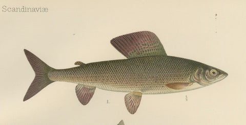 Scandinavian Fishes: Grayling and Whitefish in Exquisite Lithographic Detail, close-up 6