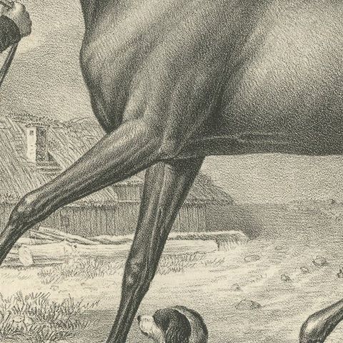 Antique Print of a Mecklenburger Horse, close-up 2
