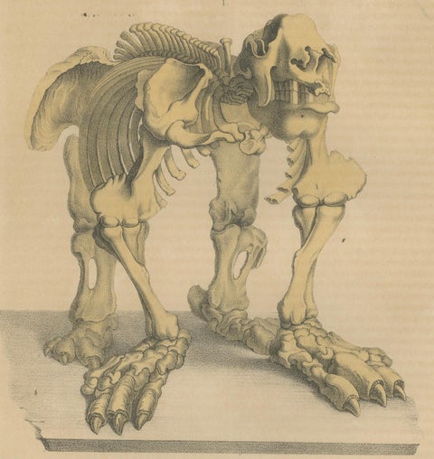 Original Engraving of The Skeletal Giant: Megatherium Anatomy, 1845, close-up 3