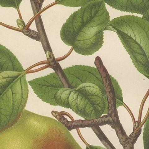 Antique Print of the Harvey Apple by G. Severeyns, 1876, close-up 2