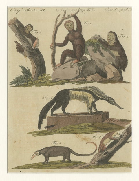 Antique Monkeys & South American Anteaters Engraving, Bertuch, c.1800, close-up 6