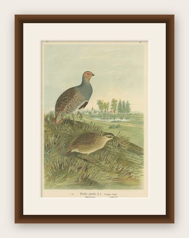Partridges in Rural Landscape, Antique 19th Century Bird Chromolithograph, shown framed