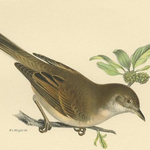 Antique Bird Print of the Typical Warbler by Von Wright, 1927, close-up 2