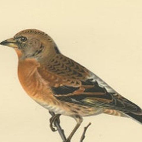 Antique Bird Print of a Male Brambling by Von Wright, 1927, close-up 2