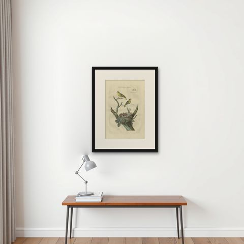 Antique Bird Print of the Eurasian Siskin by Sepp & Nozeman, 1789, shown framed on a wall
