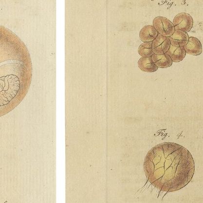 Set of Two Antique Prints of Embryos of a Chicken, Pigeon, Snake, Fish & Others, close-up 1