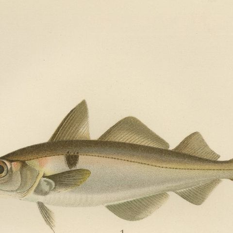 Haddock and Atlantic Cod - Majestic Scandinavian Fish Lithograph, 1895, close-up 6