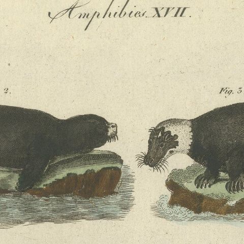Antique Handcolored Engraving of Seals and Amphibious Mammals, c.1800, close-up 4