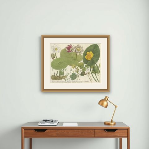 Aquatic Elegance: Water Lilies and Pond Plants in 18th Century Engraving, 1748, shown framed on a wall