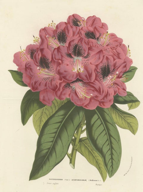 Stamford Rhododendron: Hand-Colored Lithograph by Louis van Houtte, 1855, close-up 4