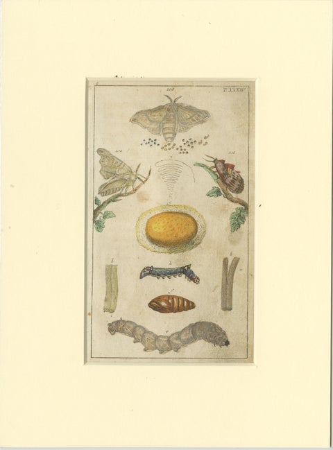 Set of 6 Antique Butterfly Prints Also Showing Caterpillars and Pupae, 1810, view 6