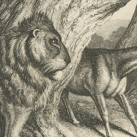 Original Antique Print of a Lion and Donkey hunting, close-up 2
