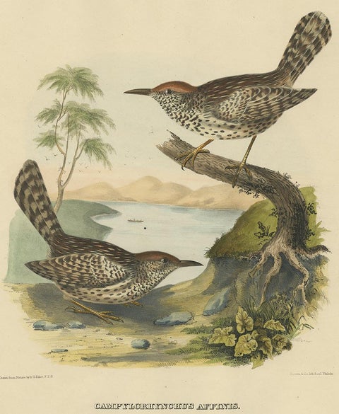 Two Allied Wrens Antique Bird Print Made after D.G. Elliot, 1869, view 2