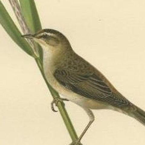 Antique Bird Print of the Sedge Warbler, 1927, close-up 2