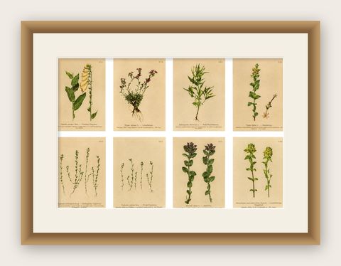 Alpine Foxglove & Wildflowers, Small Seizded Antique Botanical Print Set, 1897, shown framed