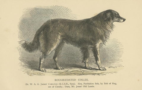 Antique Dog Print of a Rough Collie 'circa 1890', view 3