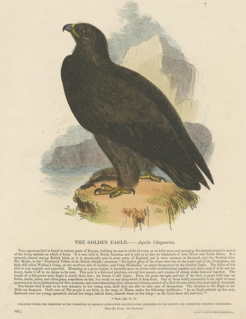 The Majestic Golden Eagle, Antique Wood Engraving, circa 1860, close-up 2