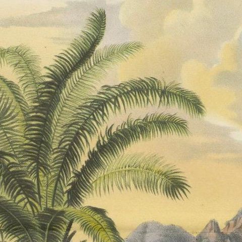 Arecoideae Palm Trees in Serra dos Órgãos, Brazil, circa 1861, close-up 4