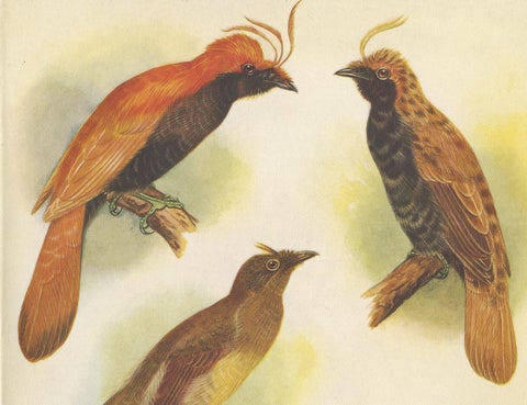Antique Print of various Crested Golden Bird & Lauterbachs Bower Bird, 1950, view 2