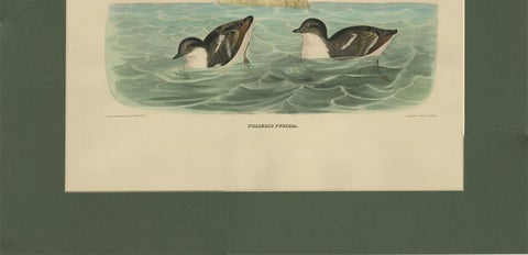 Antique Bird Print of Least Auk made after D.G. Elliot, 1869, view 5