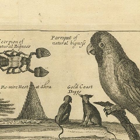 Antique Print of Dogs of the Goldcoast and Guinea Gulf Birds and Fish, 1744, close-up 1