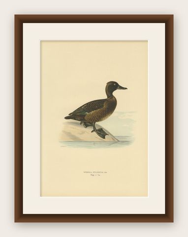 Antique Bird Print of a Ferruginous Duck by Von Wright '1927', shown framed