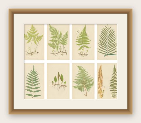 Antique Victorian Fern Botanical Prints Set, Polypodium Studies Wall Art 1856, shown framed